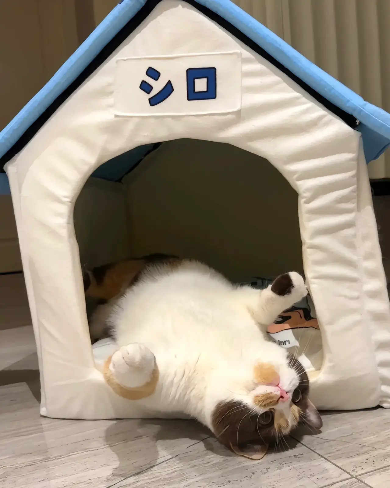 她好像知道自己很可爱😜