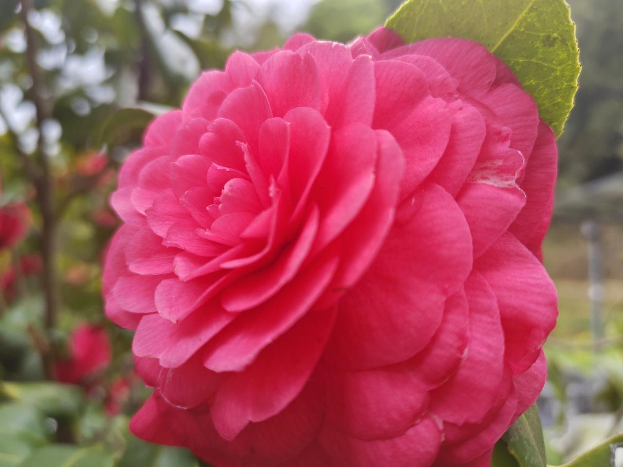 粉嫩欲滴的牡丹花，绽放出春天的气息！🌸💕