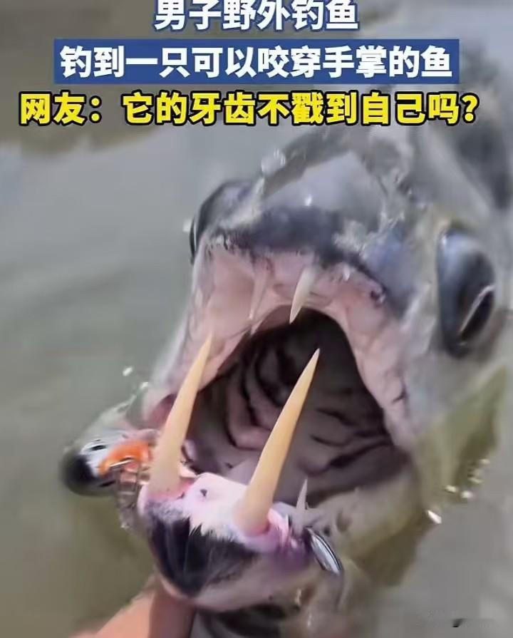 野外钓鱼居然钓上来鬼鱼，两根超长獠牙直愣愣戳在嘴外，看着跟带了两把小匕首似的，传