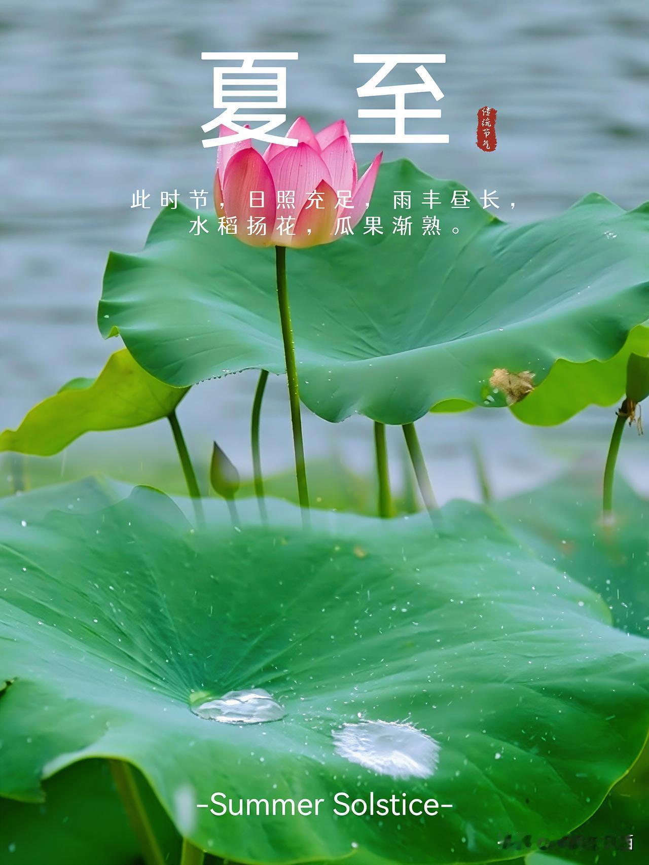《夏至荷咏》
荷韵初夏​ 白昼至此最长，夏雨滋养天地万物焕新。荷夏雨荷 满塘荷叶