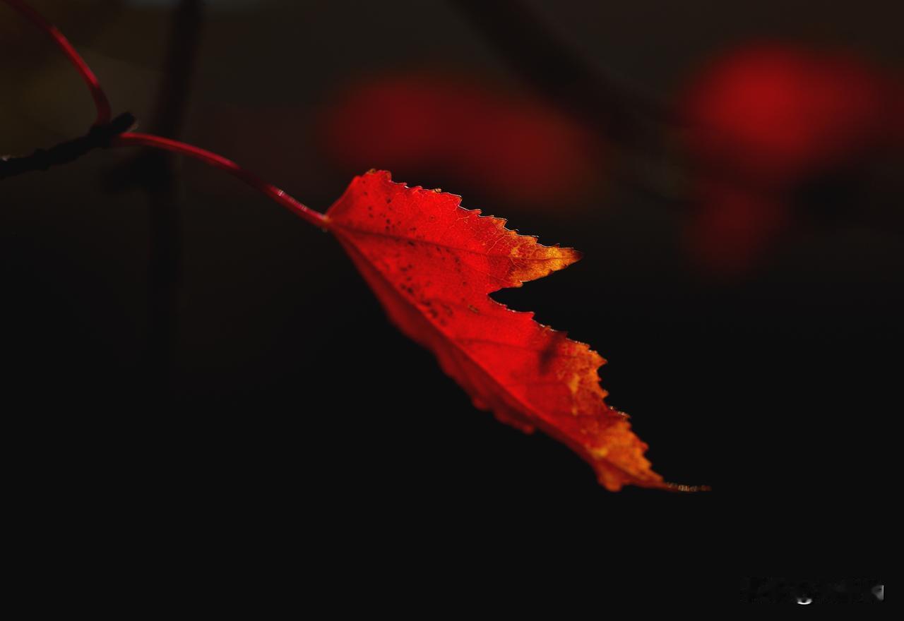 南湖公园四季掠影（六）
秋季景色：