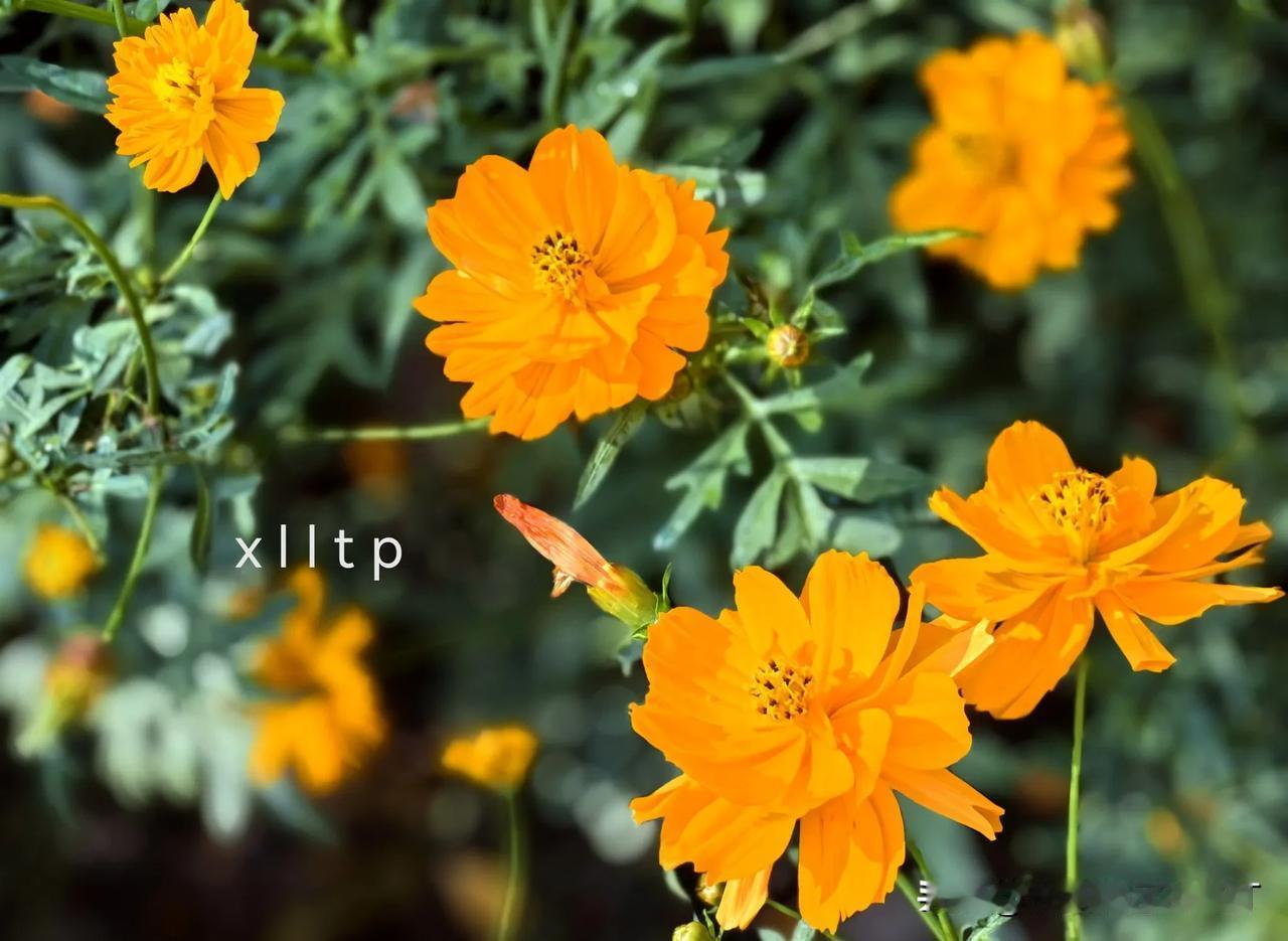 
秋日盛开的花朵：黄秋英（图文原创）
黄秋英也叫波斯菊，原产于墨西哥。艳丽的黄秋