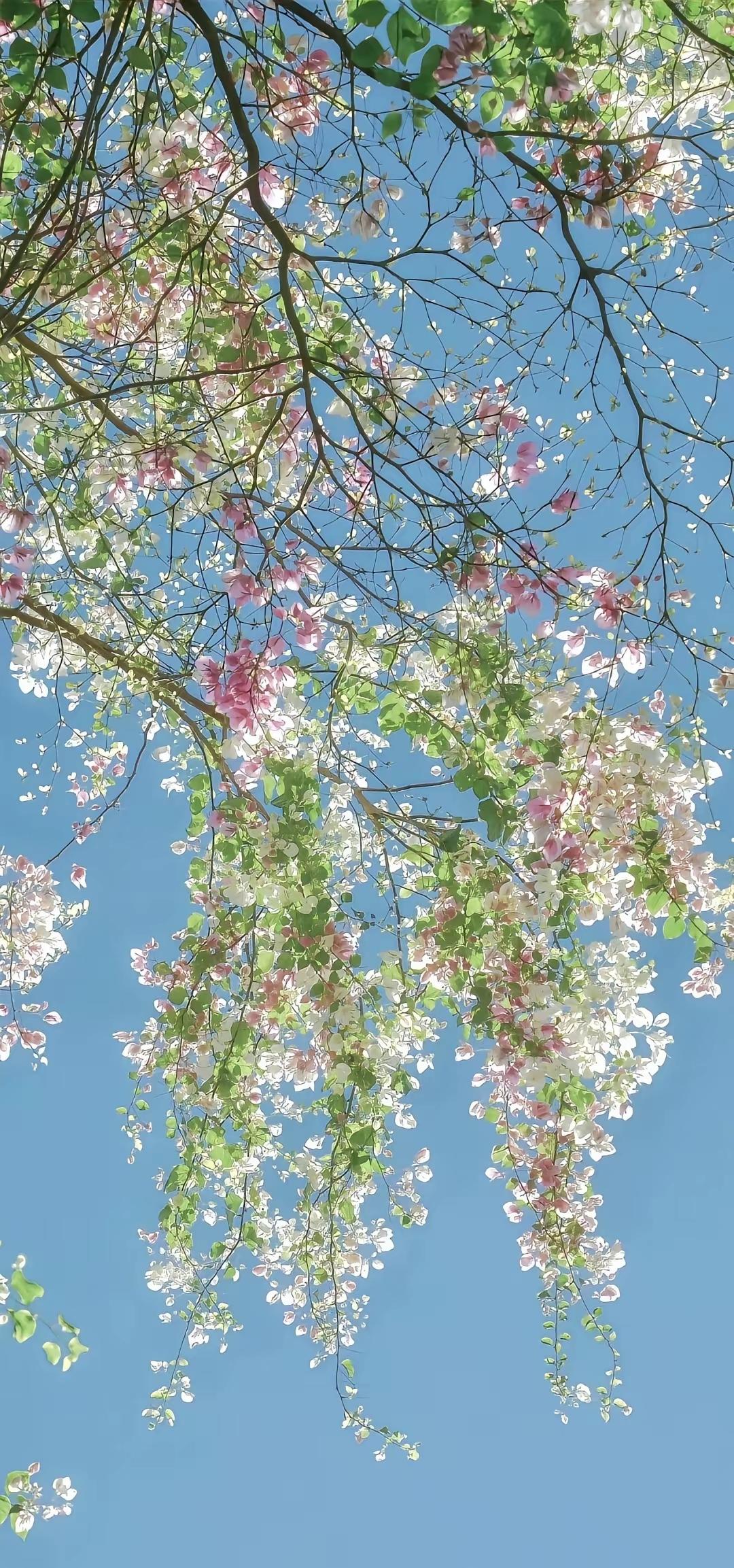 手机壁纸～春风拂过，万物复苏，枝头新绿，满眼生机