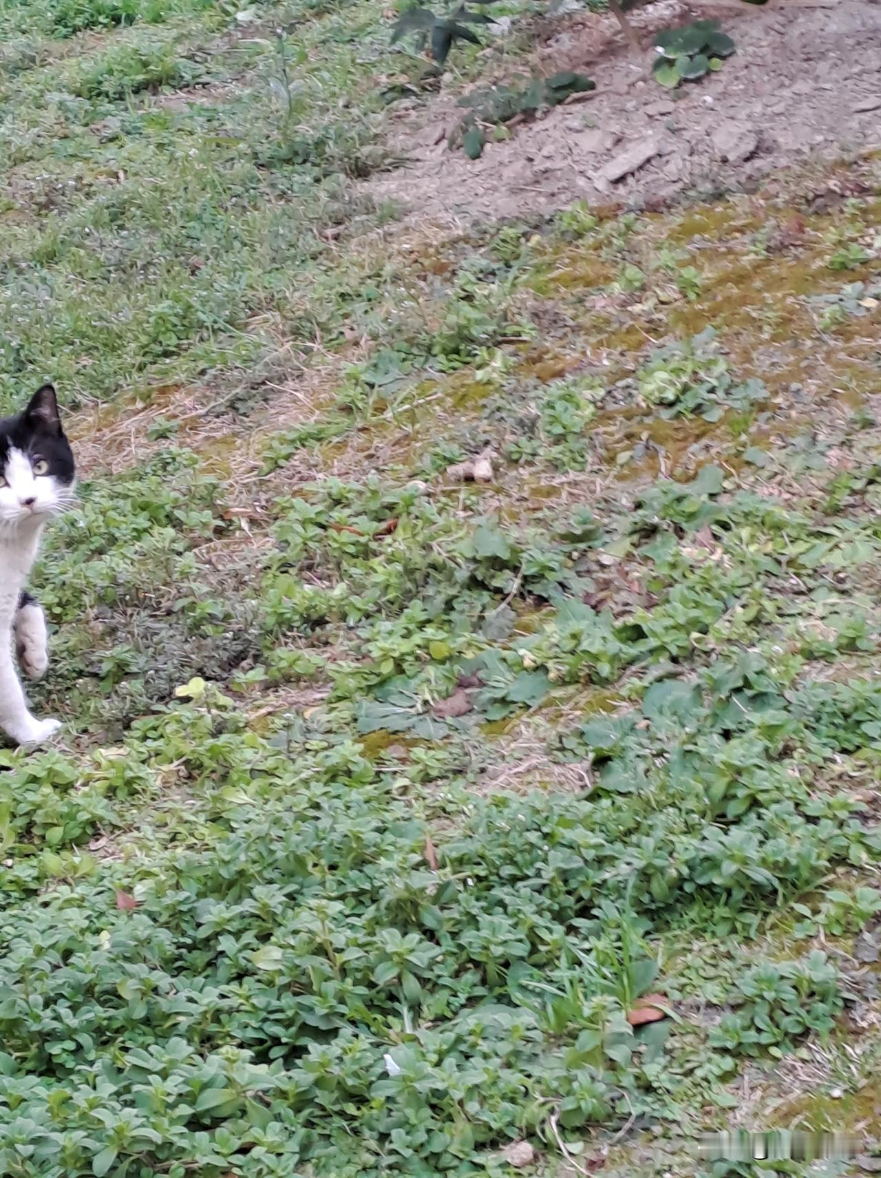 晒图笔记大赛一支孤独的流浪猫