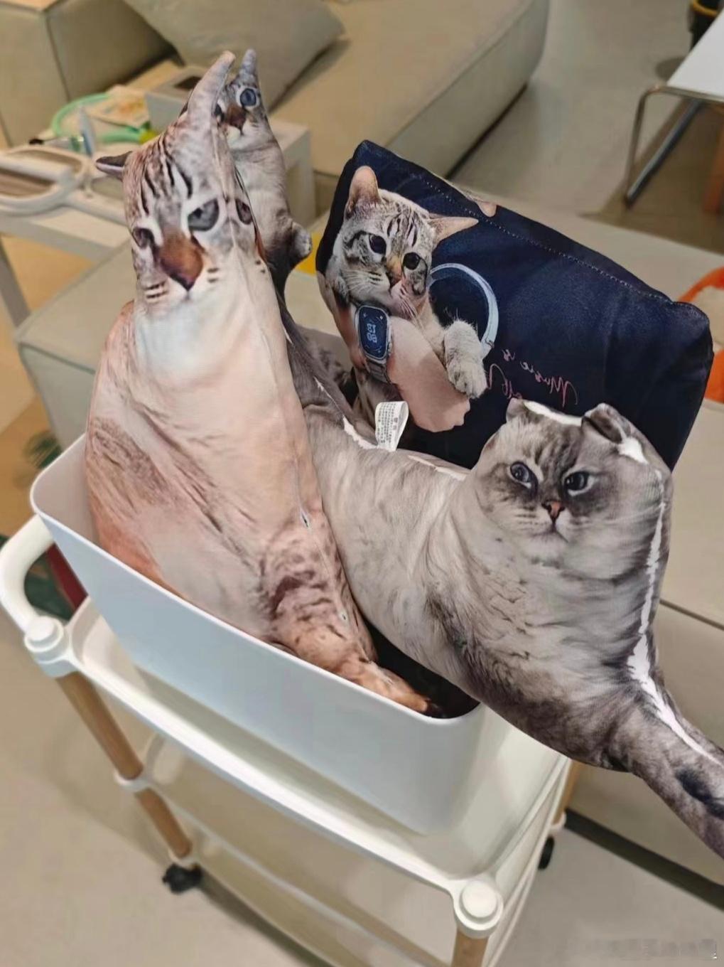 猜猜图中第五只猫在哪[喵喵] ​​​