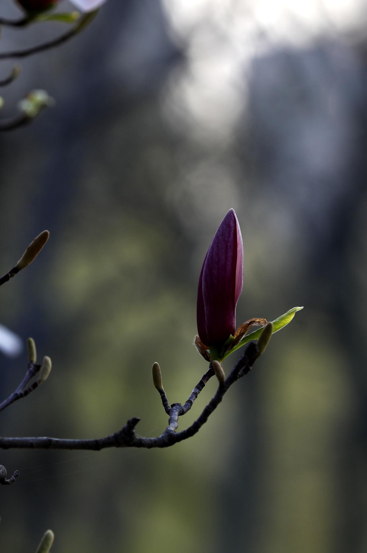 玉兰花开
（连云港苍梧绿园）