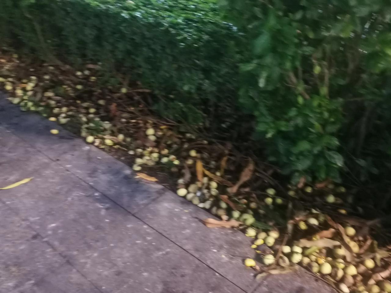 给你们看一下广西的水果有多任性，绿化带都是种水果的，水果掉在地上根本没有人捡，一