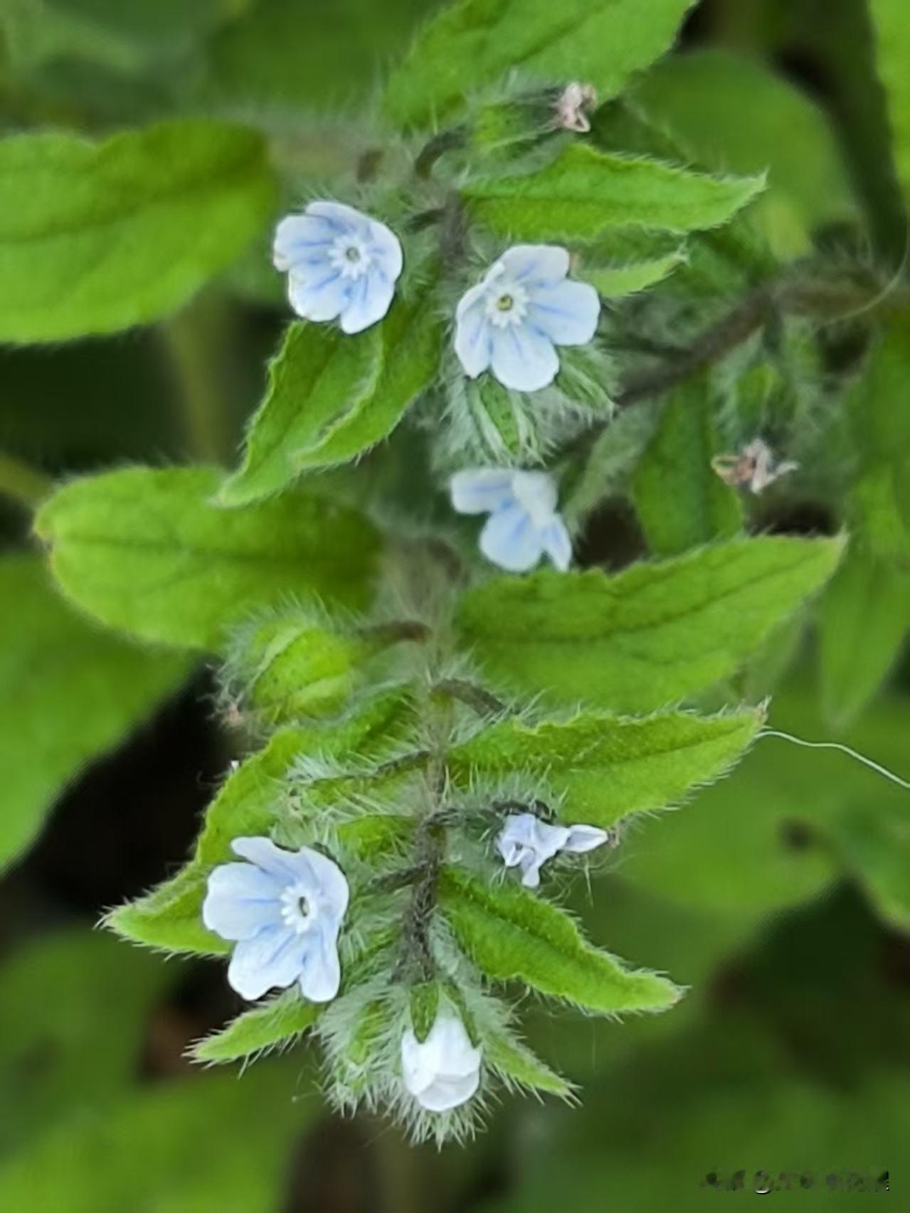 现在出门就能看见地上冒出各种小野花。图片上的小花，在路边上开的特别多，而且花朵特