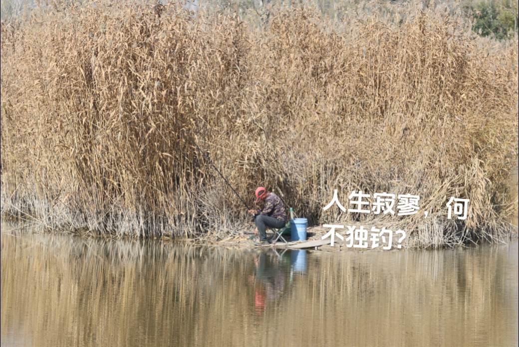 人生寂寥，何不独钓？