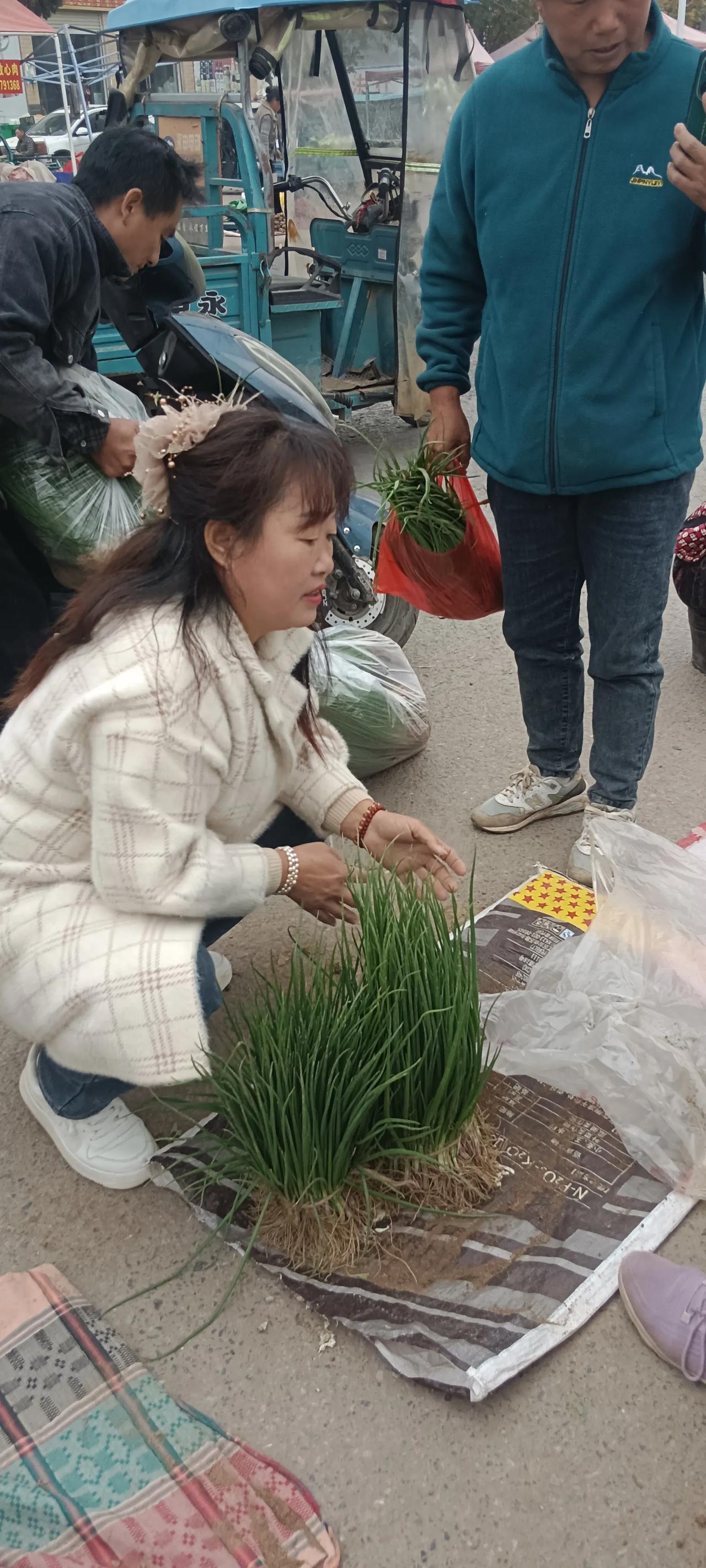 今年为什么洋葱苗这么贵啊？都栽不起了！

关键是越贵越抢，越便宜越没有人要的，去