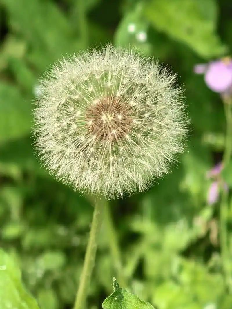 【失音辨证分为外感与内伤】
中医将失音辨证分为外感与内伤两大类，常见证型包括风寒