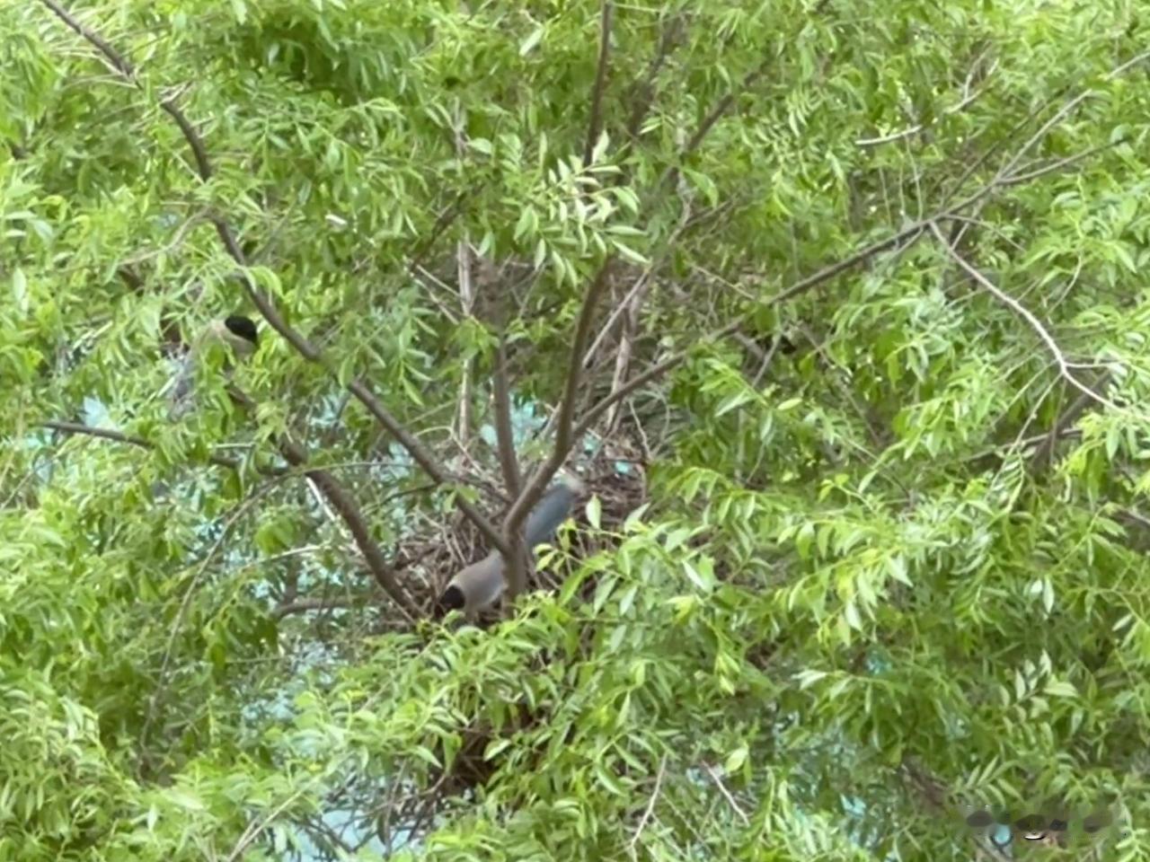 发现一个鸟窝🪹