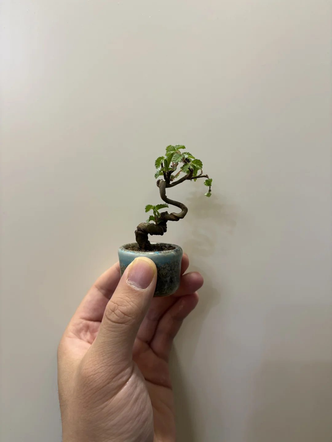 这个该怎么修建