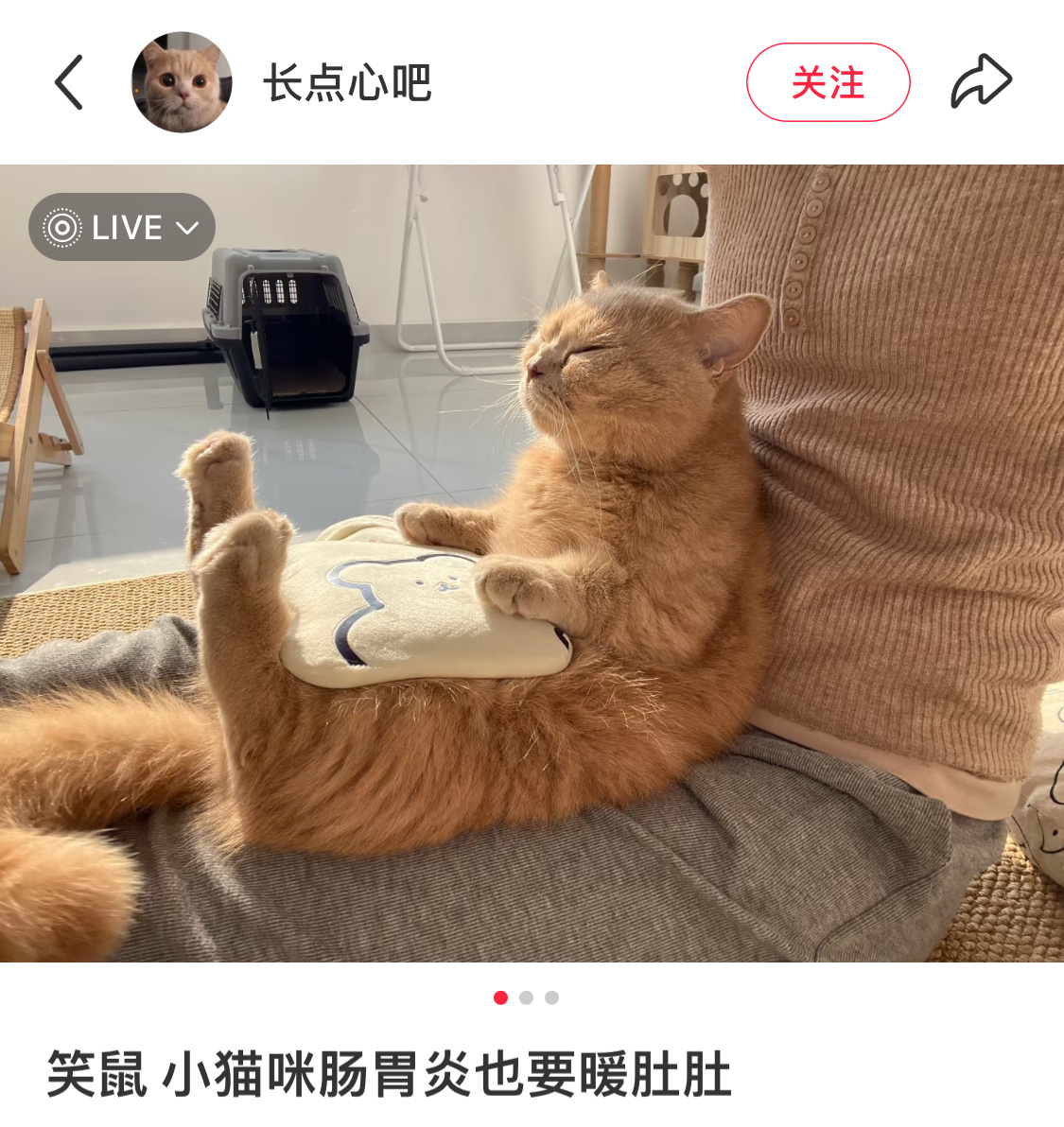 原来热水袋对小猫也有效 