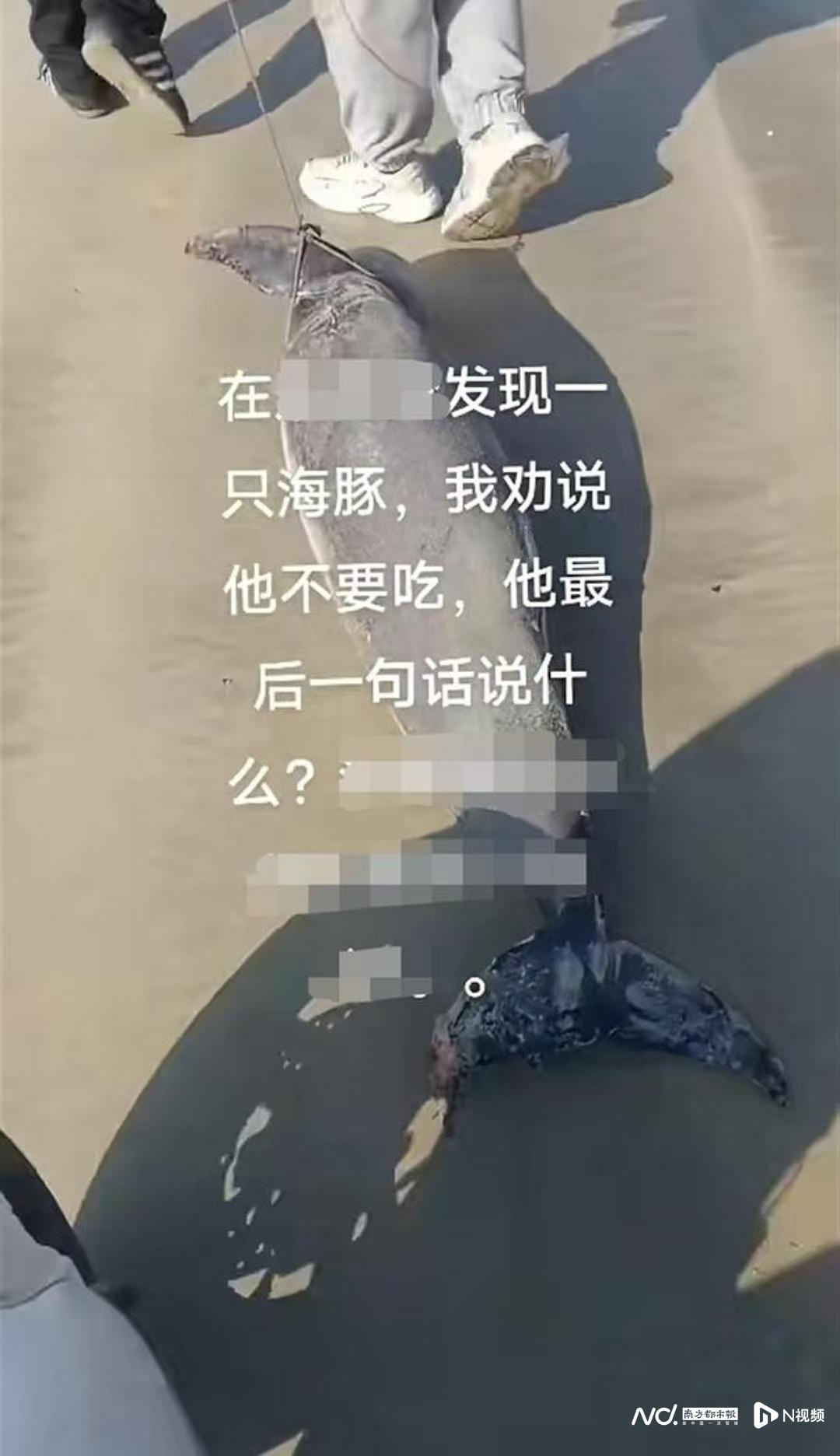 海豚搁浅惠州双月湾沙滩，重庆游客好奇意图拖走