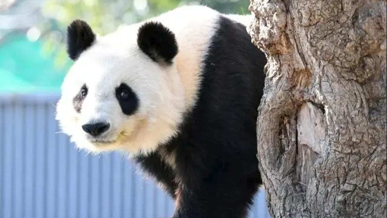 日本人在动物园扮演大熊猫吸引游客

 俄罗斯卫星通讯社 2026年2月25日, 