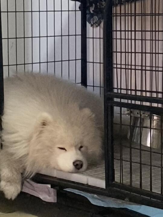 出门拿快递没带她 垮脸小狗