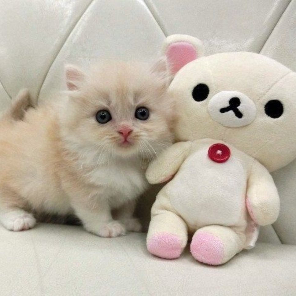 ⁺◦ ⋆⊹猫和它的轻松熊.ᐟ.ᐟ ⊹˚✧ ​​​