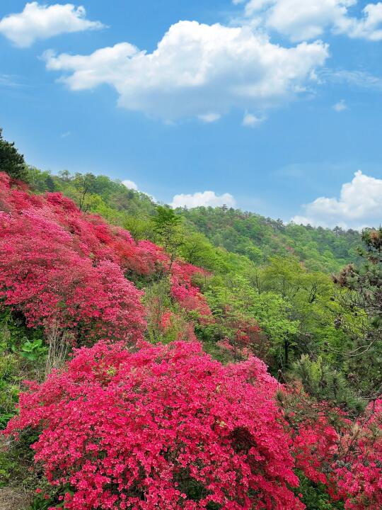 五一反向出游➡️武汉自驾2H一起上春山⛰️