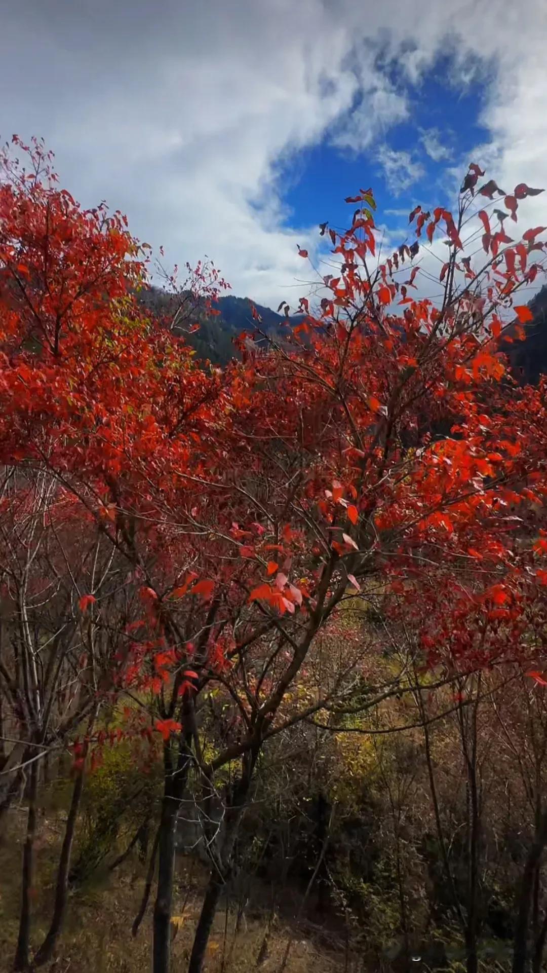 红叶满山红，秋色满林间。#散滿红叶看景色# #满山的红叶！# #当红叶盛开时# 