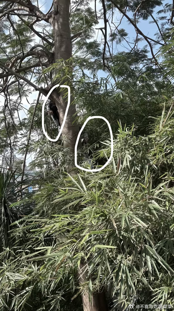 tg 拍图的还是太恐怖了，我天，这树这么高