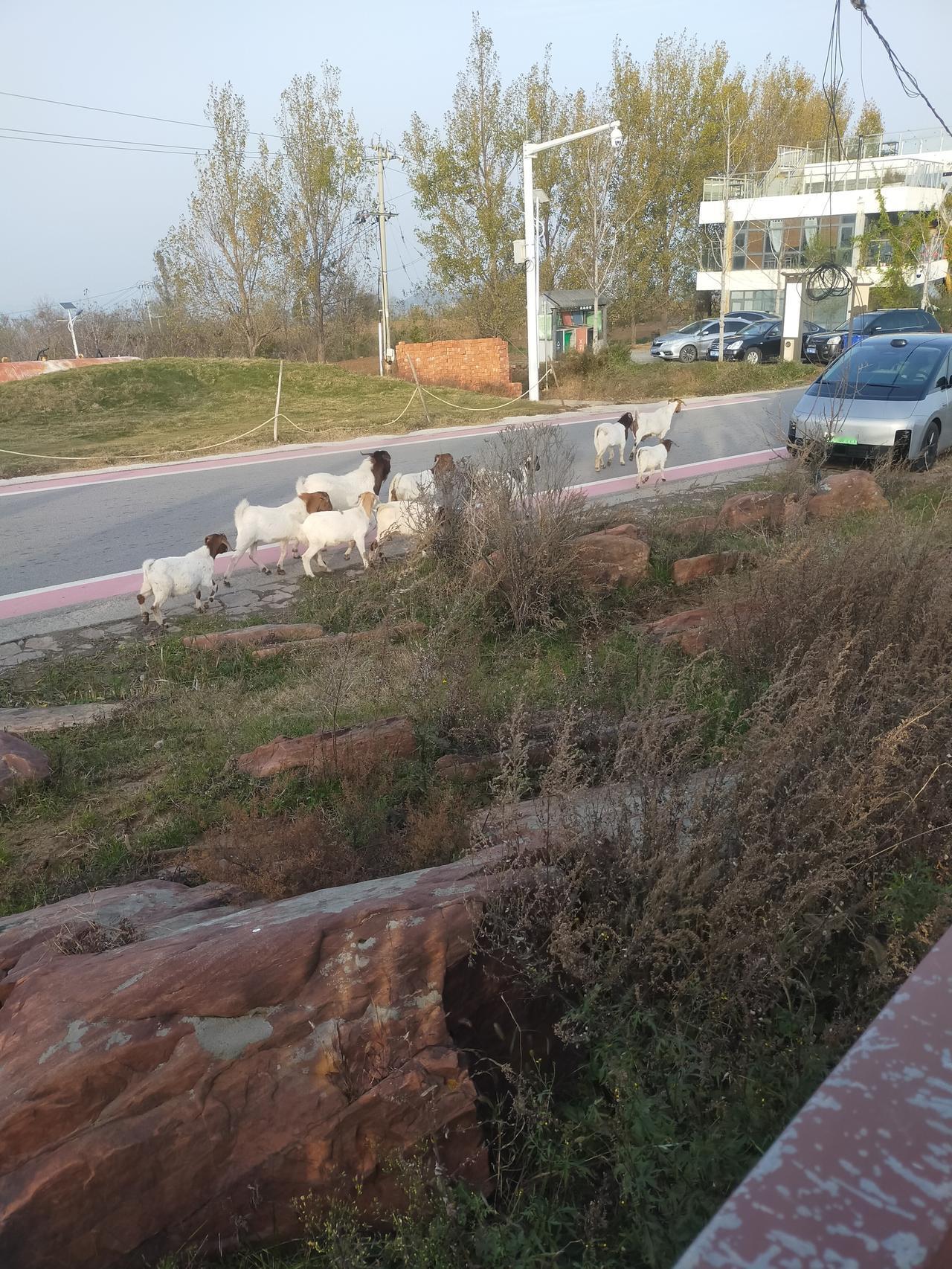 这场景也太有意思了！刚出门就瞅见一群羊大摇大摆走在路边的粉色道上，白花花的毛配着