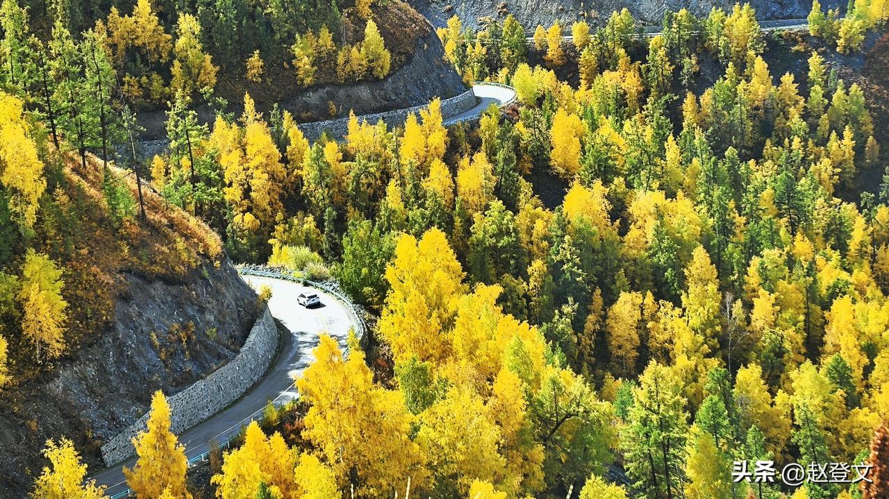 盘旋的山路穿梭于层叠山林，漫山白桦染成耀眼金浪，车辆沿着弯道缓缓前行，每一道曲折