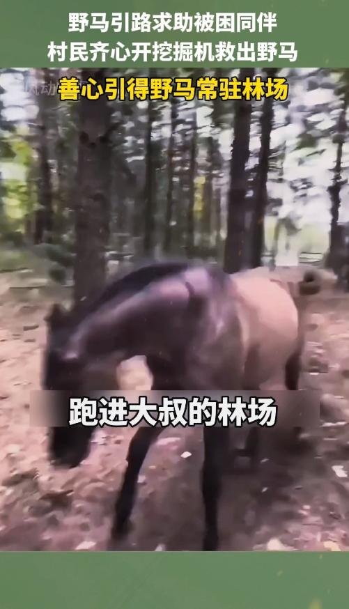 万物有灵！野马引路求助，大爷泥潭施救收获暖心回报
 
世间生灵皆懂感恩，一匹野马