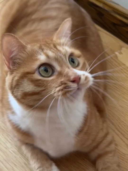 一张图告诉你什么是屎努子