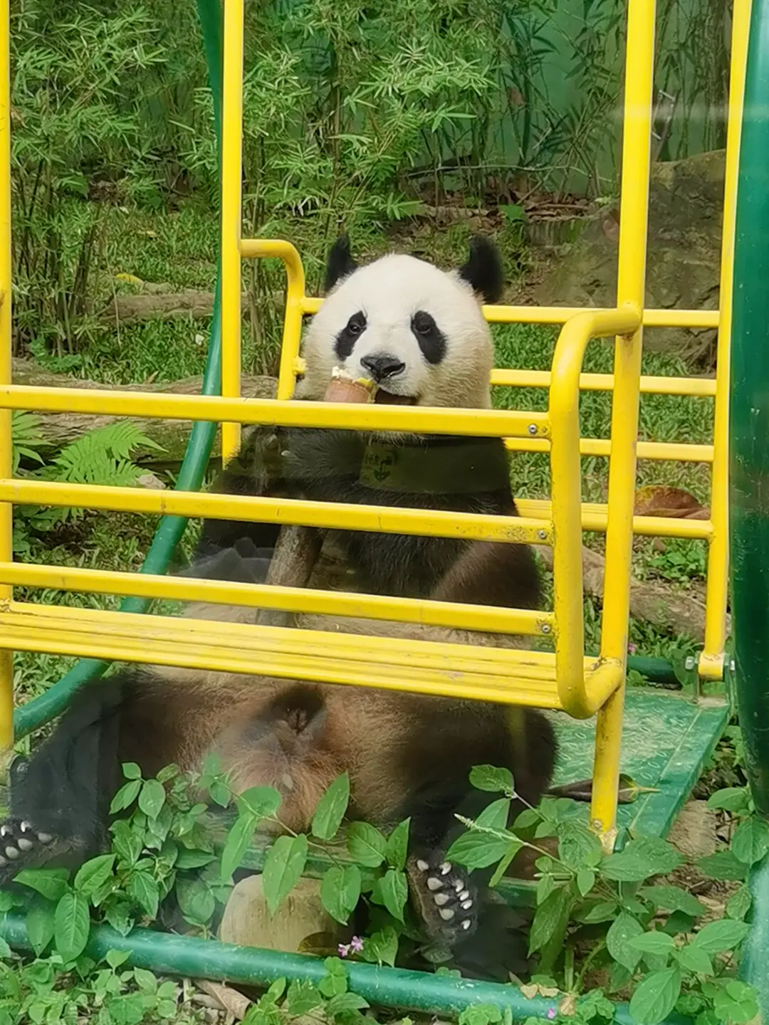十公主国庆一方水土养一方熊猫
