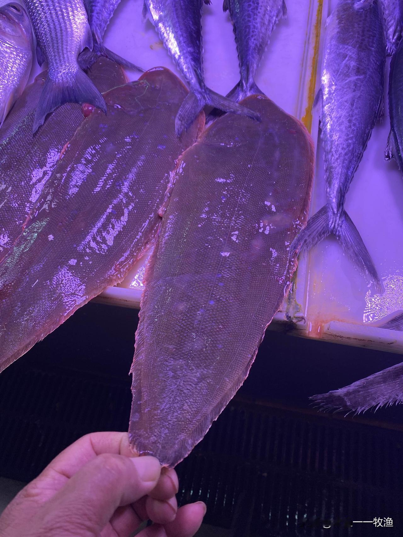 你知道这种黑乎乎的大鱼叫什么名字吗？在大连，我们管这种鱼叫踏板鱼，也称牛舌头鱼、