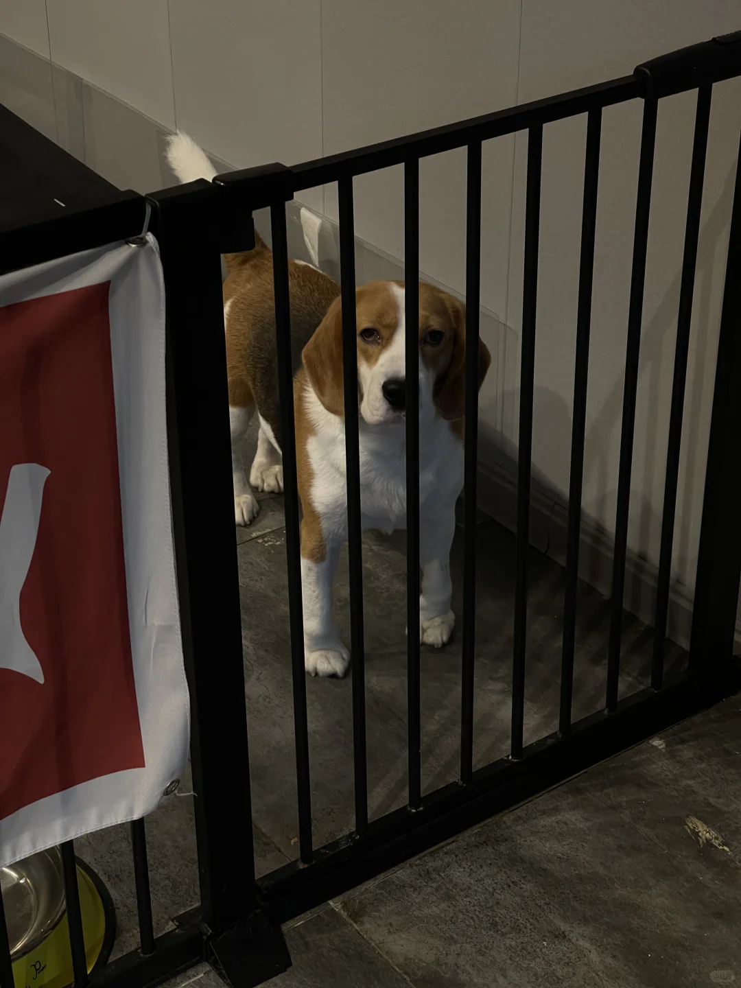 比格犬