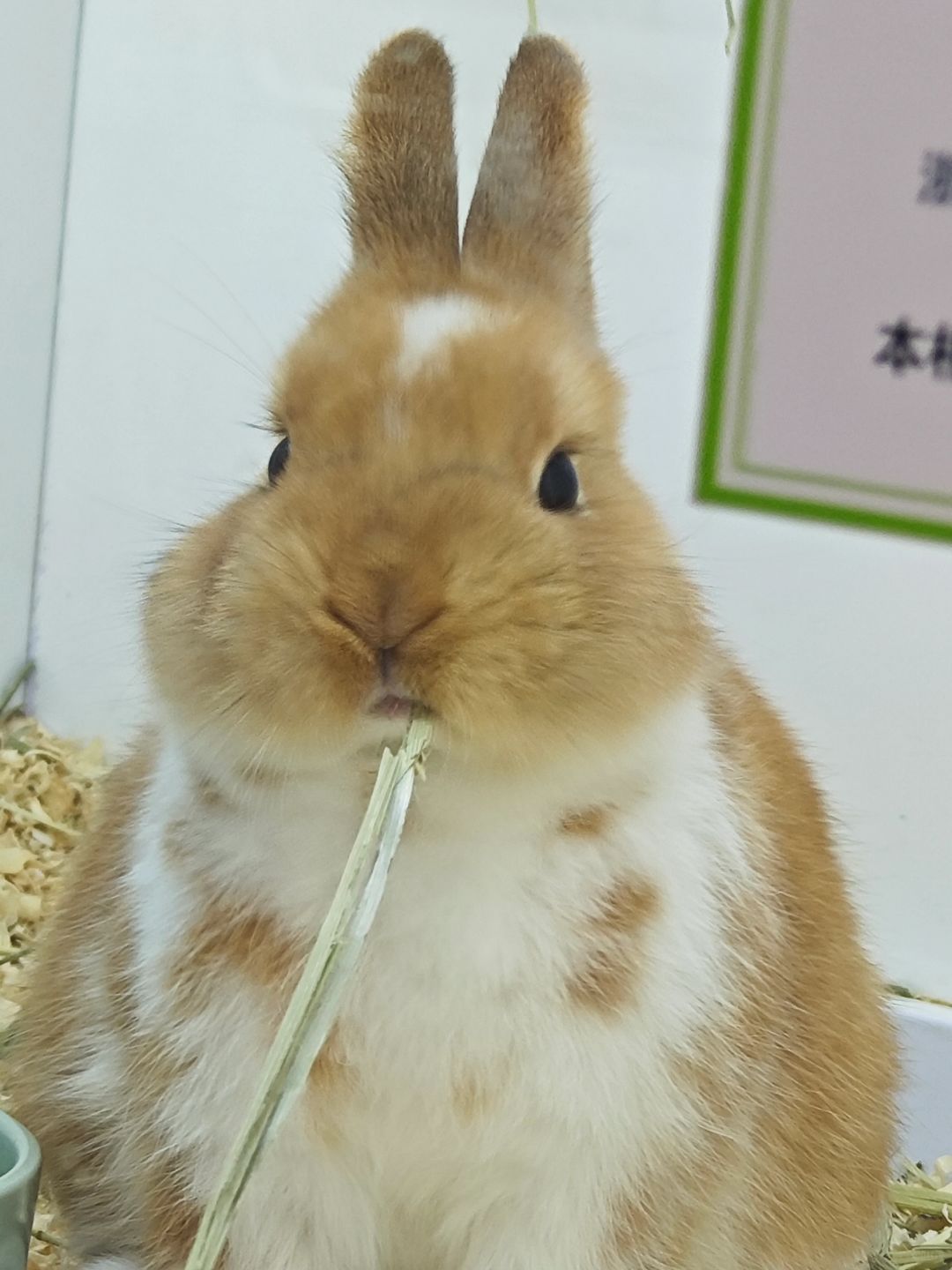 可可可可可爱！！！！！！