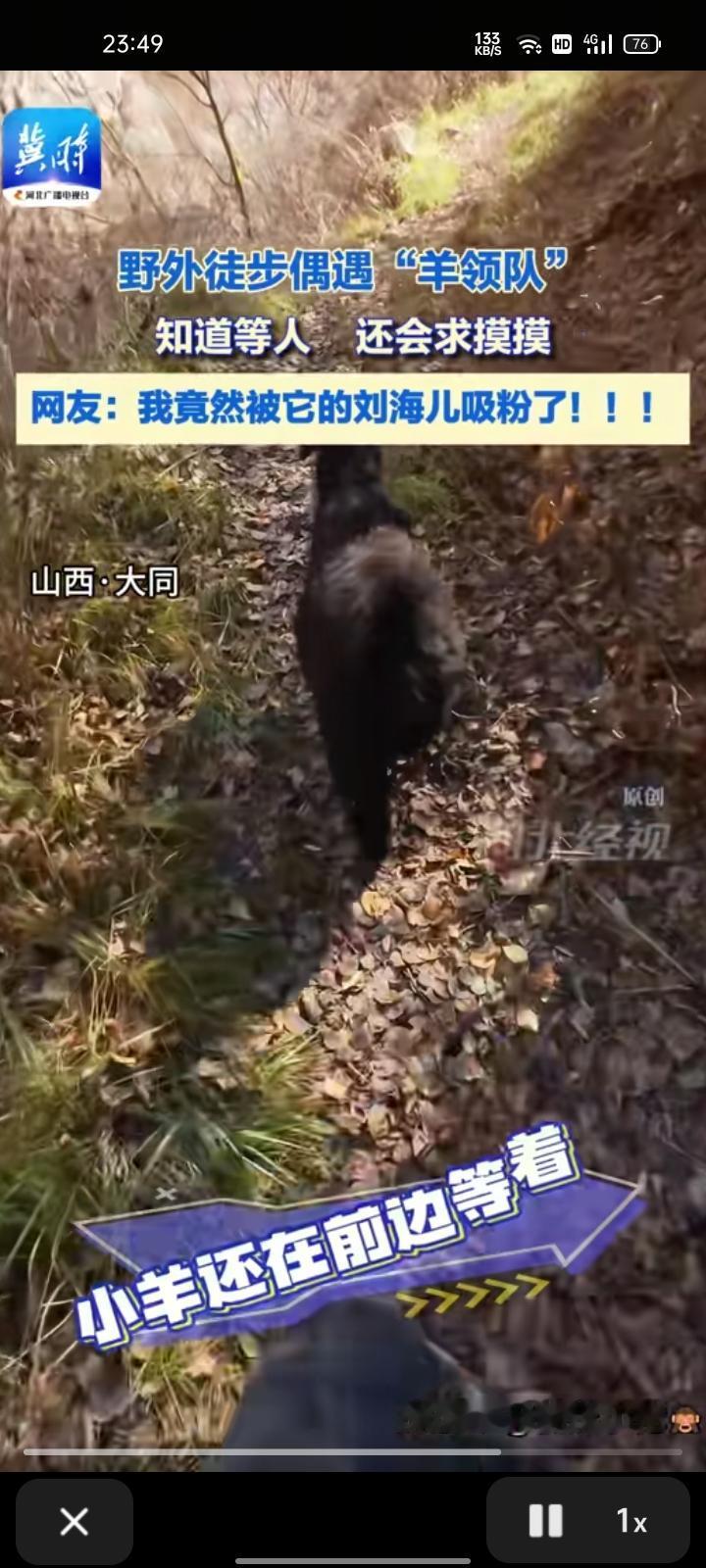 10月28日，山西大同。野外徒步遇到一只小黑羊，知道等人，还会求摸摸。

柴先生