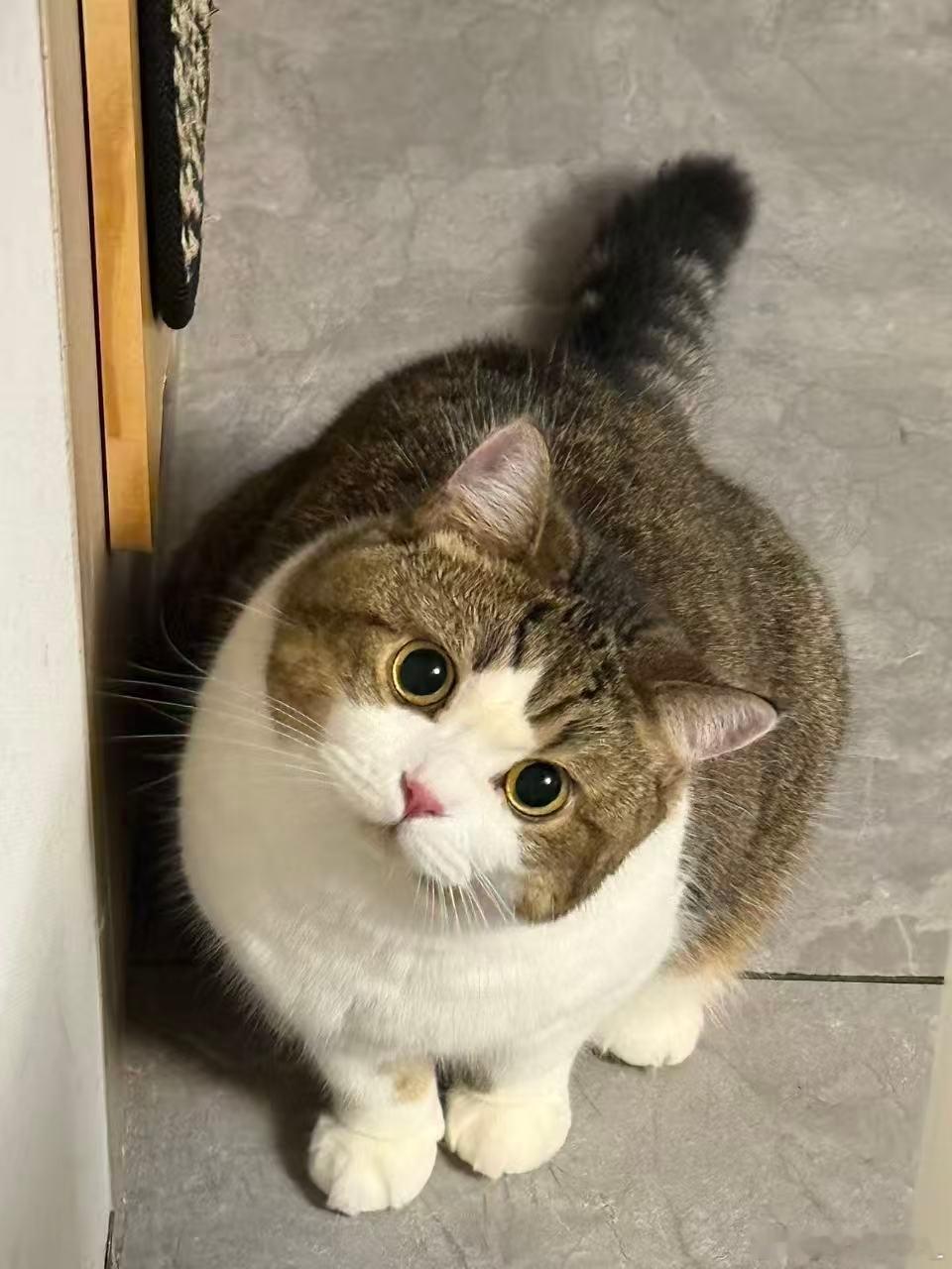 我的猫好像火了………我可以转行做宠物博主吗 