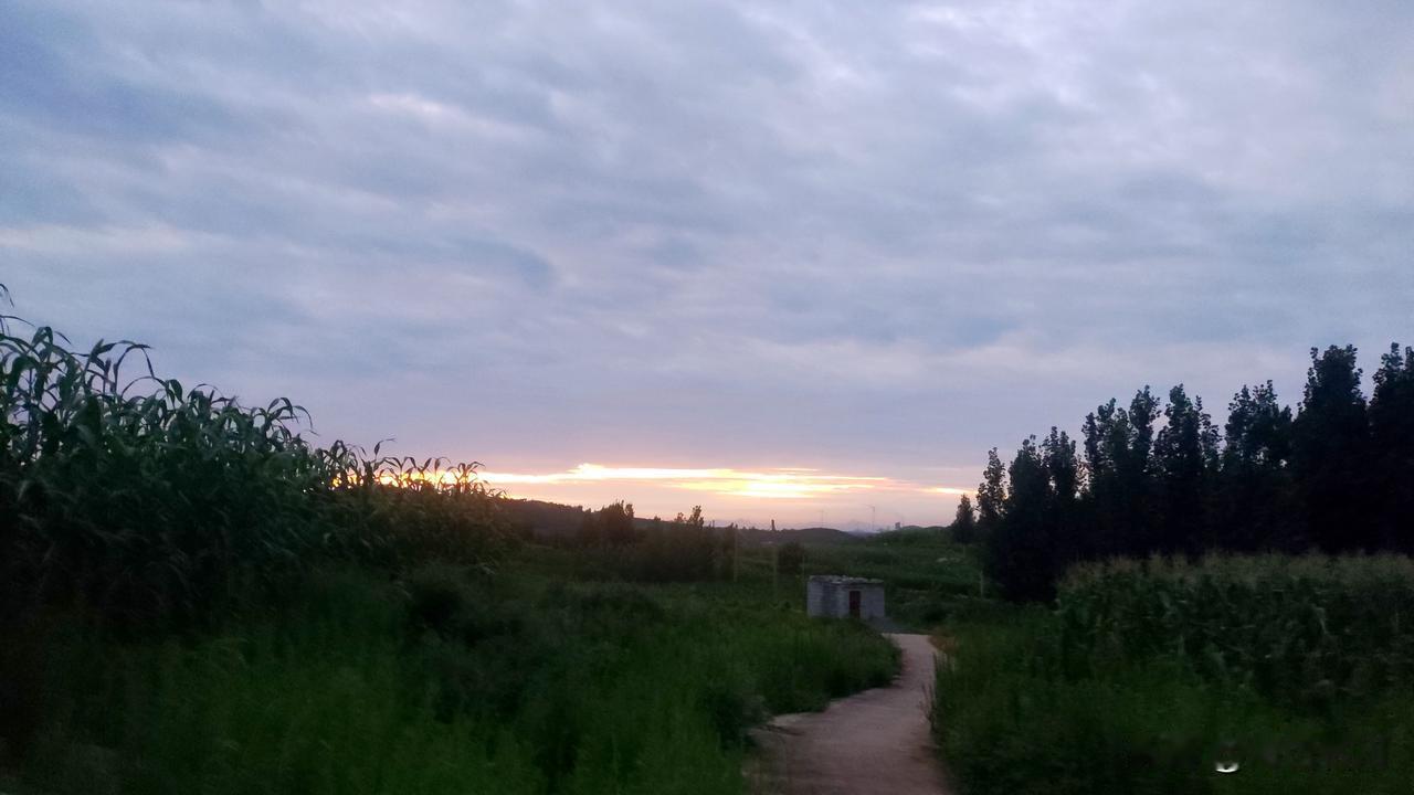 乡下的傍晚，才是夏天最顶级的浪漫
傍晚散步走到地头，随手拍下这一刻。
成片的玉米