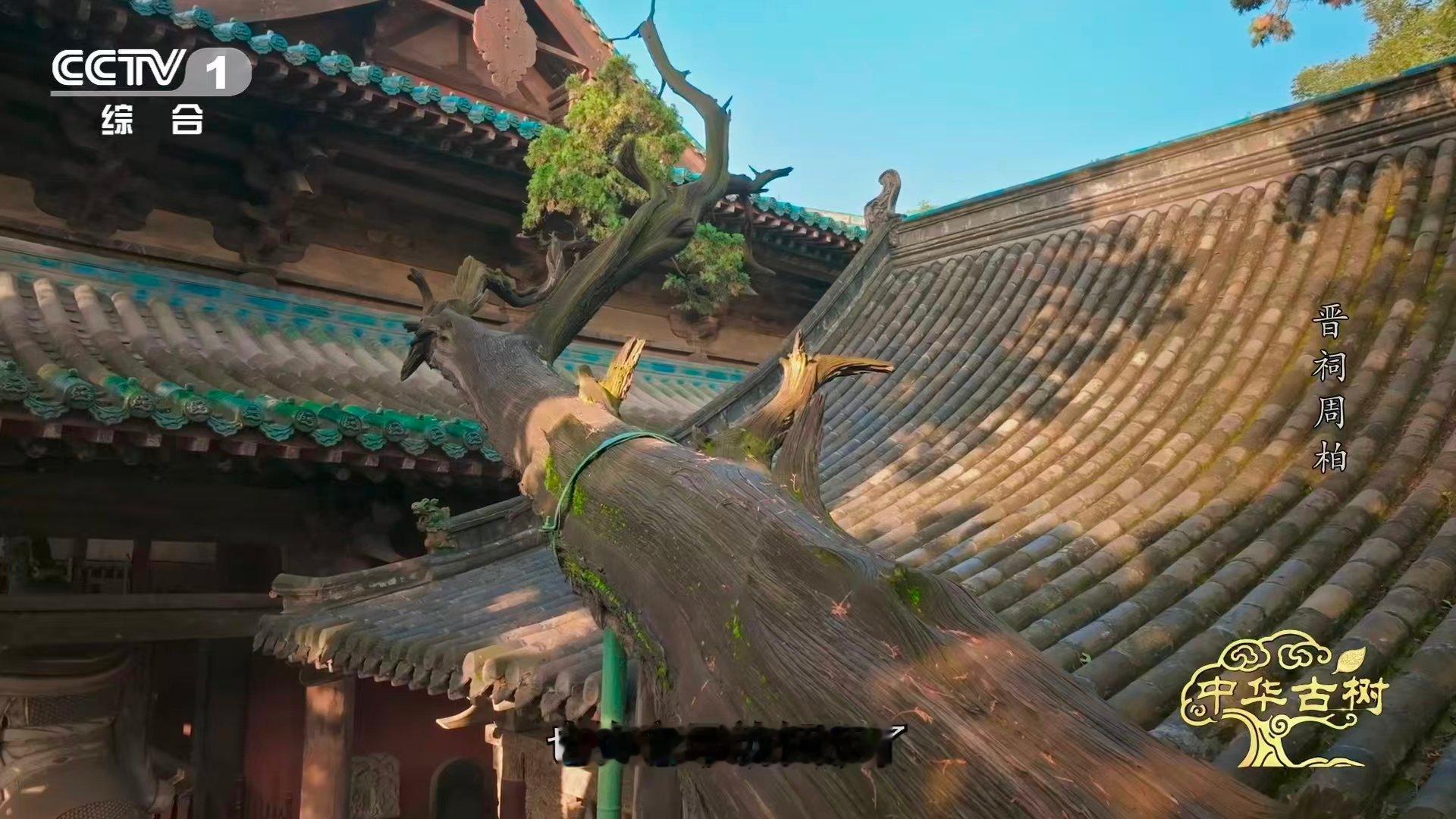 3000岁古柏躺着长了数百年 三千年从非笔直的勋章，是晋祠周柏横卧大地写就的传奇