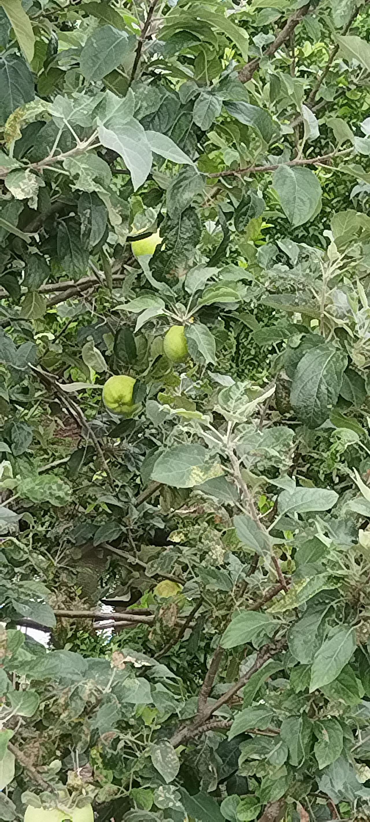 苹果的花已经长成苹果了，苹果在苹果叶的遮掩下，不能看到苹果在树上的全貌，但偶尔几