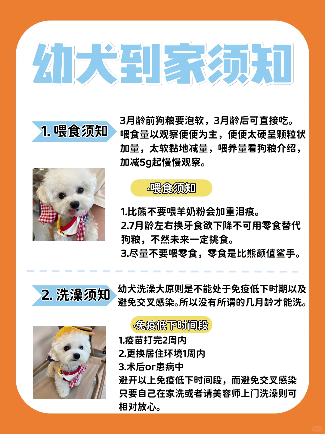 比熊幼犬到家须知|新手养狗不用慌