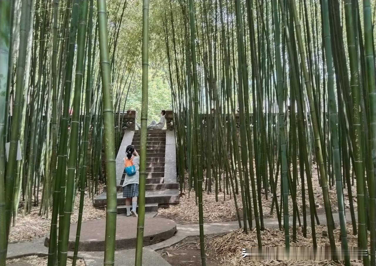 翠竹青青赏翠竹！

二零二六年五月十七日，在山东省泰安市一公园漫步，公园里的一大