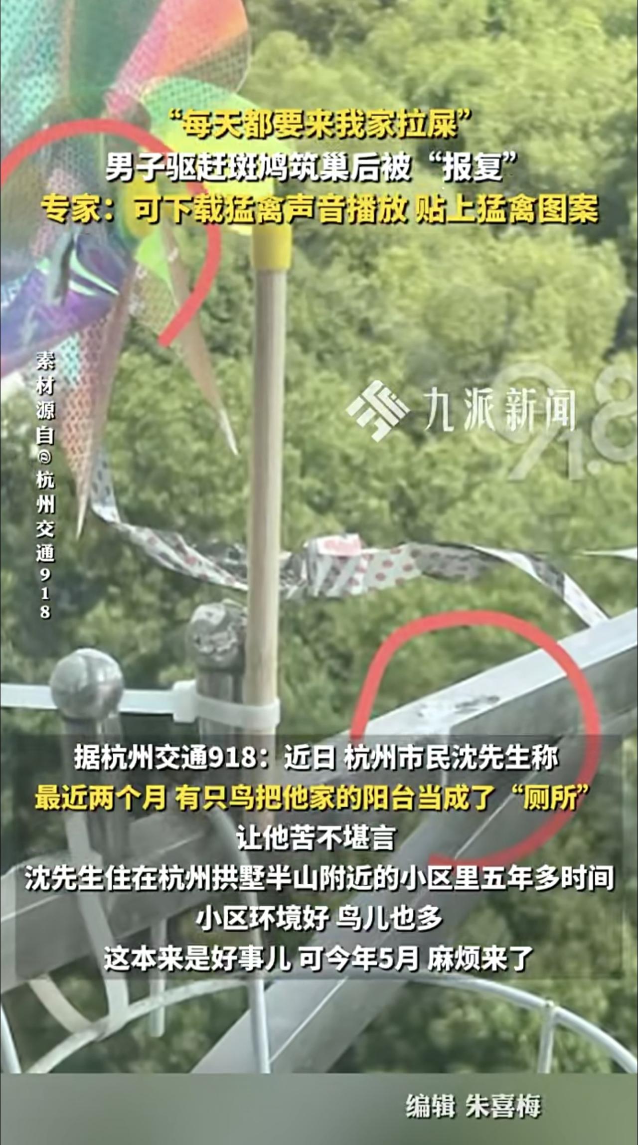 “每天都要来我家拉屎”，男子驱赶斑鸠筑巢后被“报复”