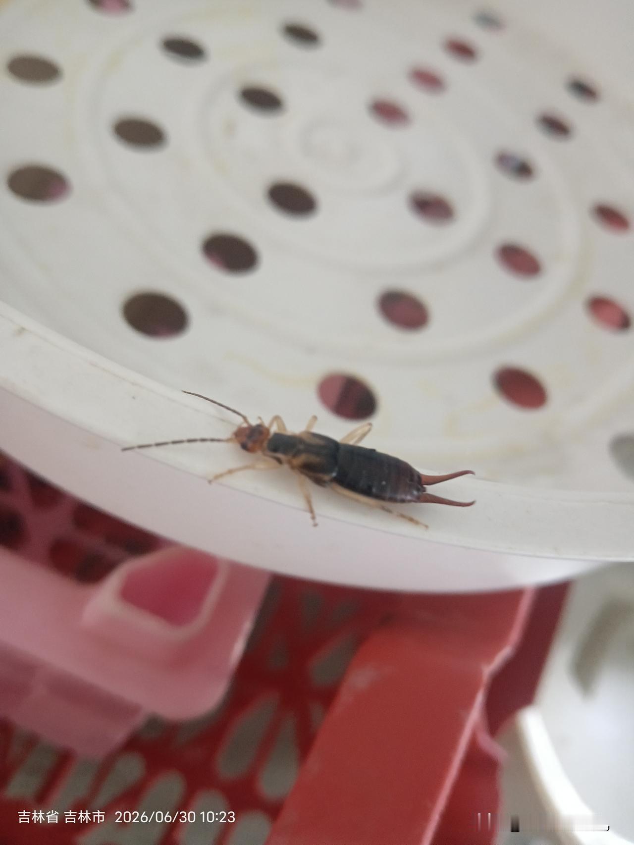 家里常见的夹板虫——蠼螋，你真的了解吗？
 
在家里竟然看到了这种虫子，感谢很是