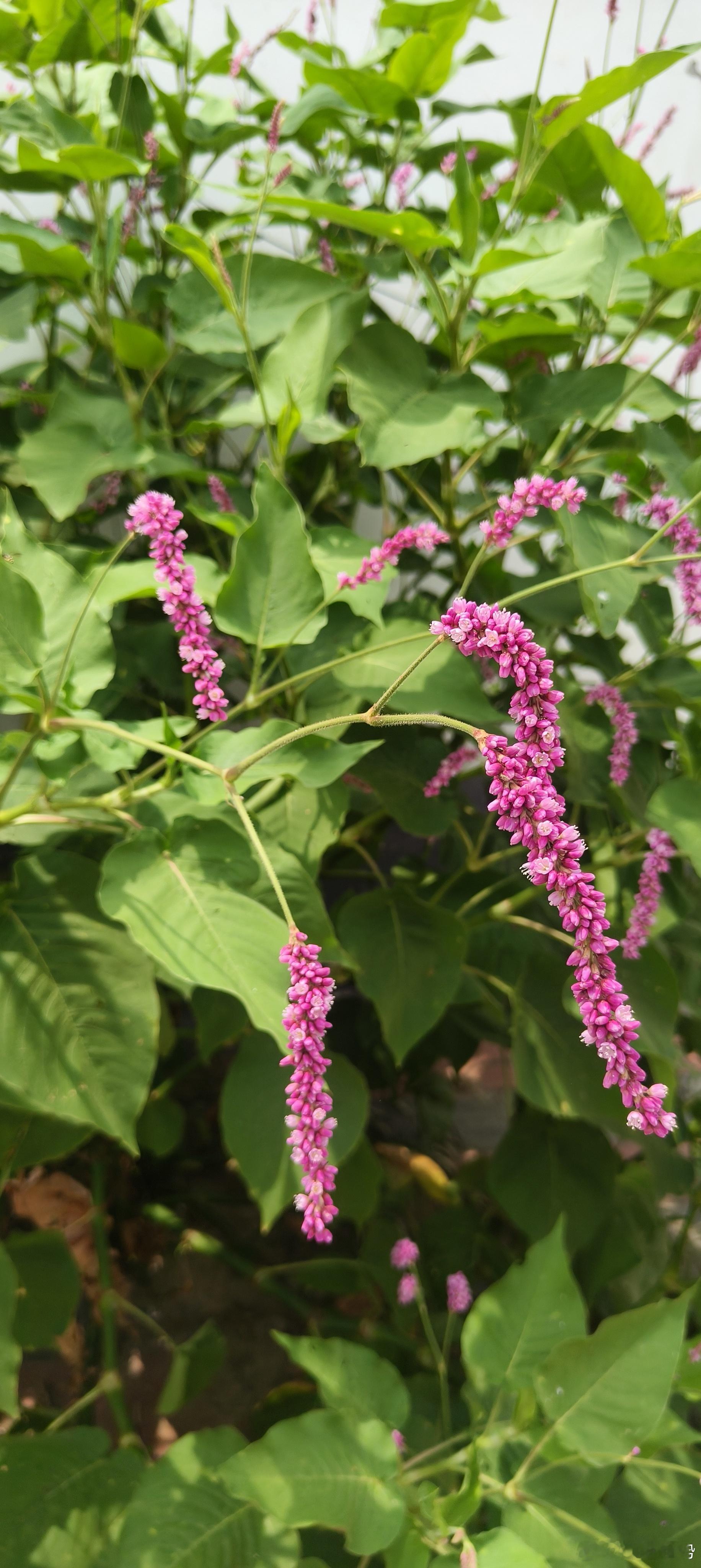 这是什么花？ 