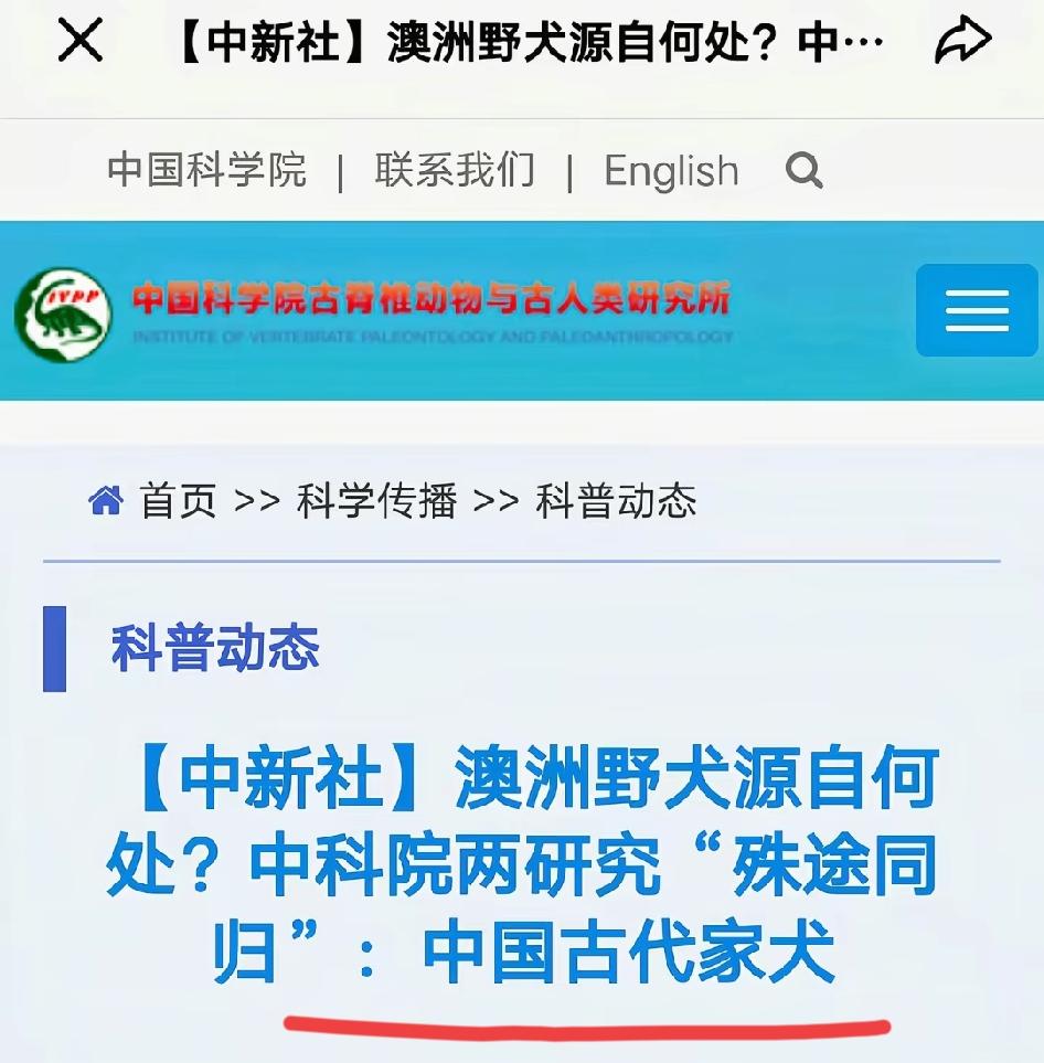 实锤了，澳洲野犬就是中国家犬，所以澳大利亚为什么有中国家犬，还在澳大利亚成了野犬