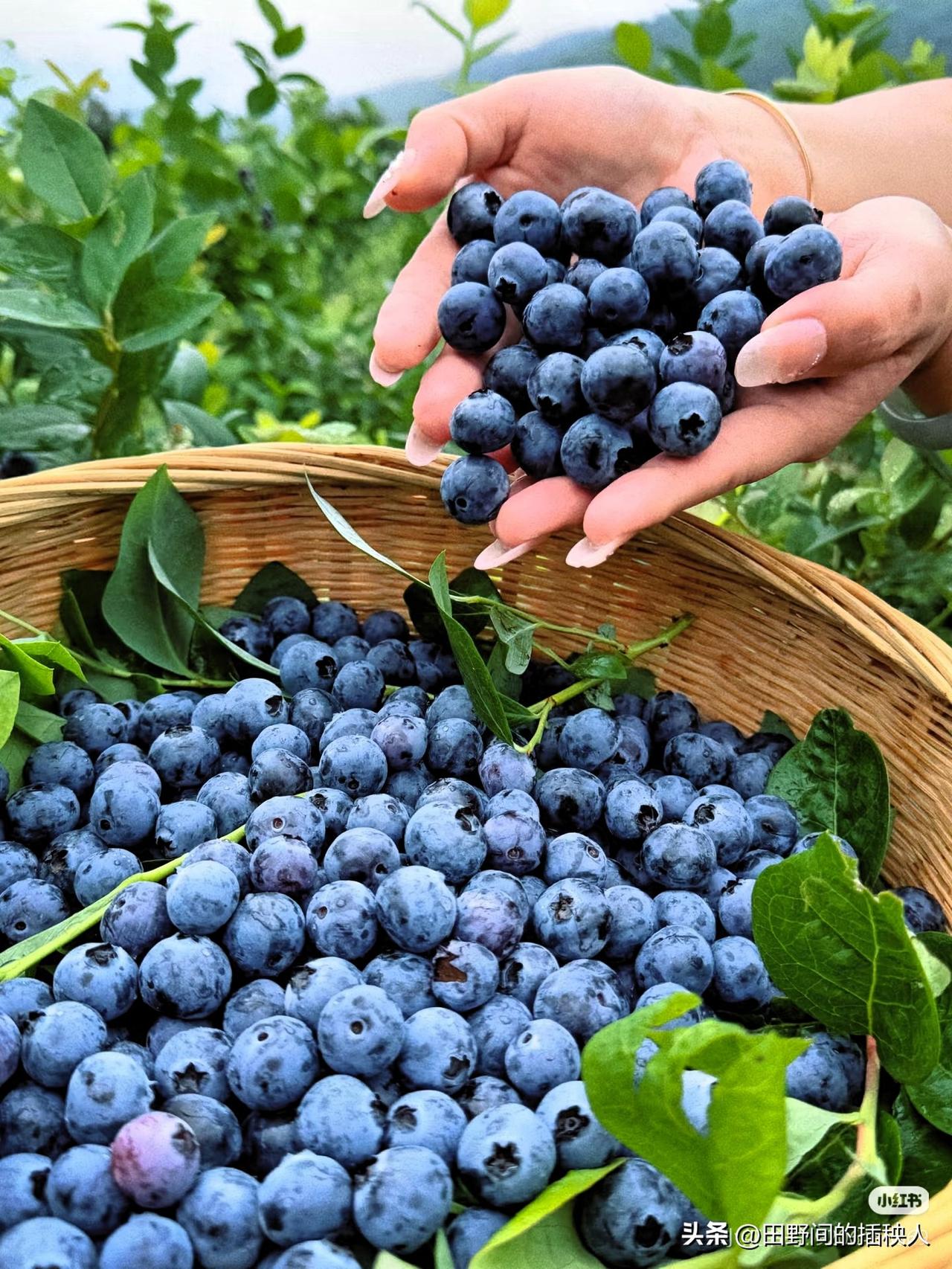 蓝莓价格暴跌真相来了！
不是不好吃，也不是没人要，
真相其实很简单：实在太多了！