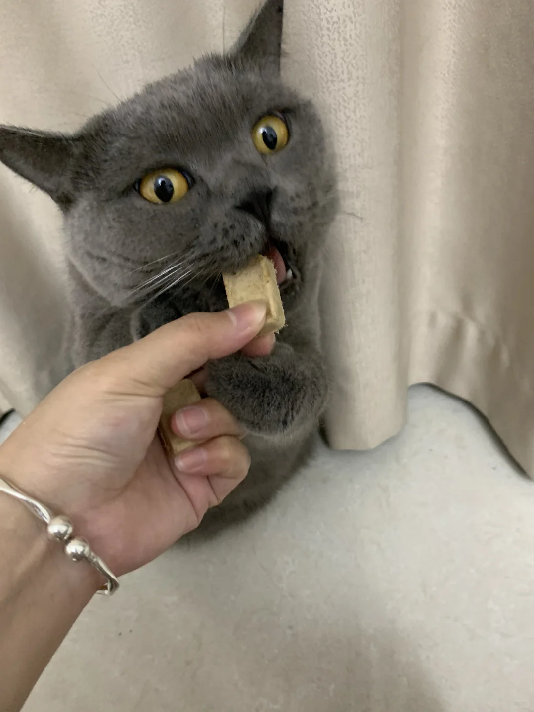 猫咪的稀奇古怪