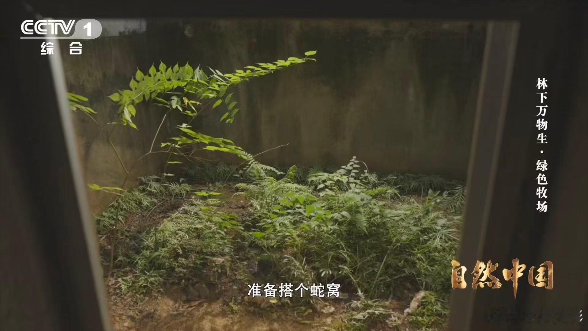 能晒太阳躲雨的仿生态蛇园啥样他们给野生异蛇建了个生态园 永州人太会了，摸透野生异