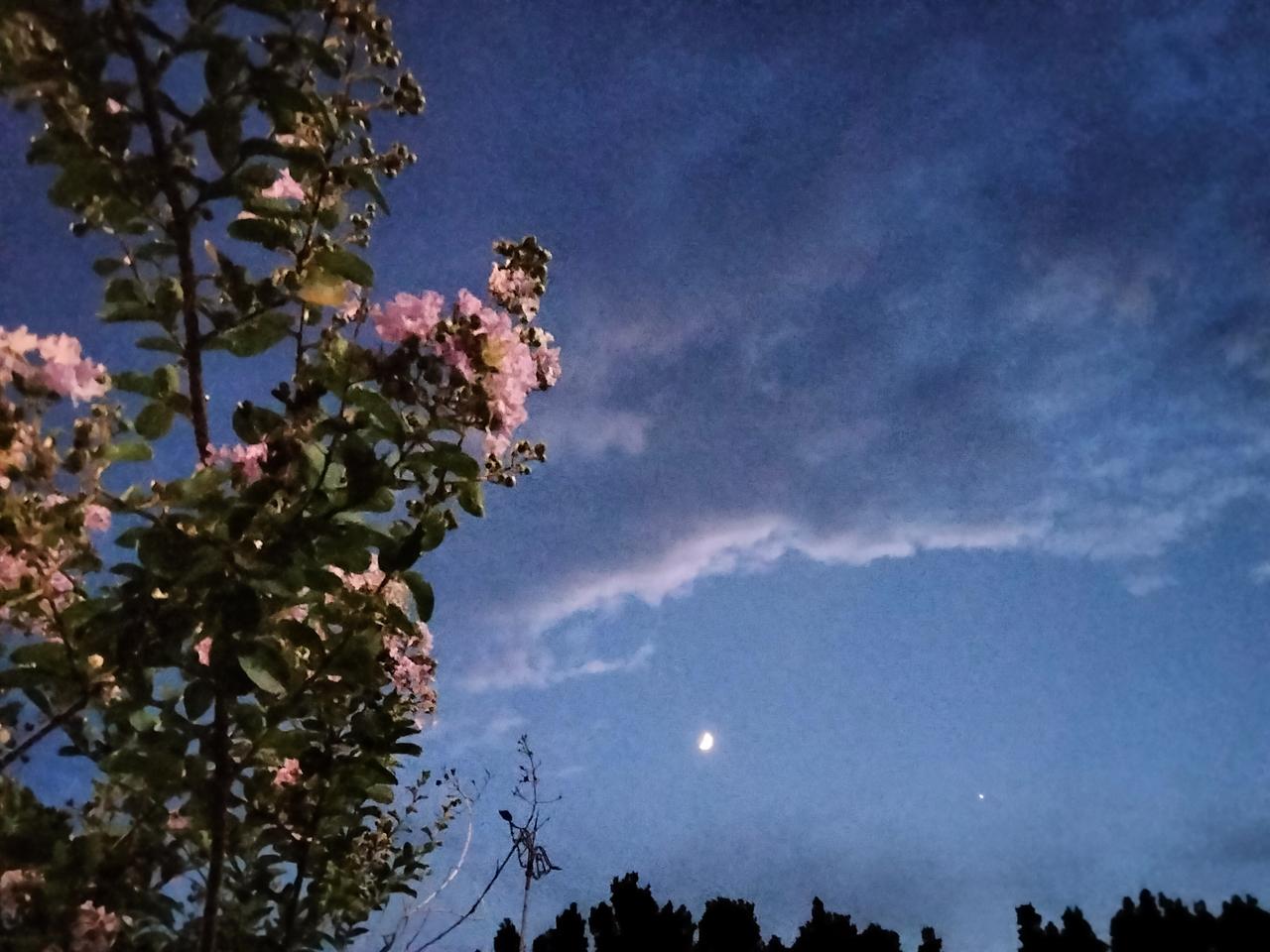 谁有手机拍摄的花花发上来夜幕下的紫薇花。