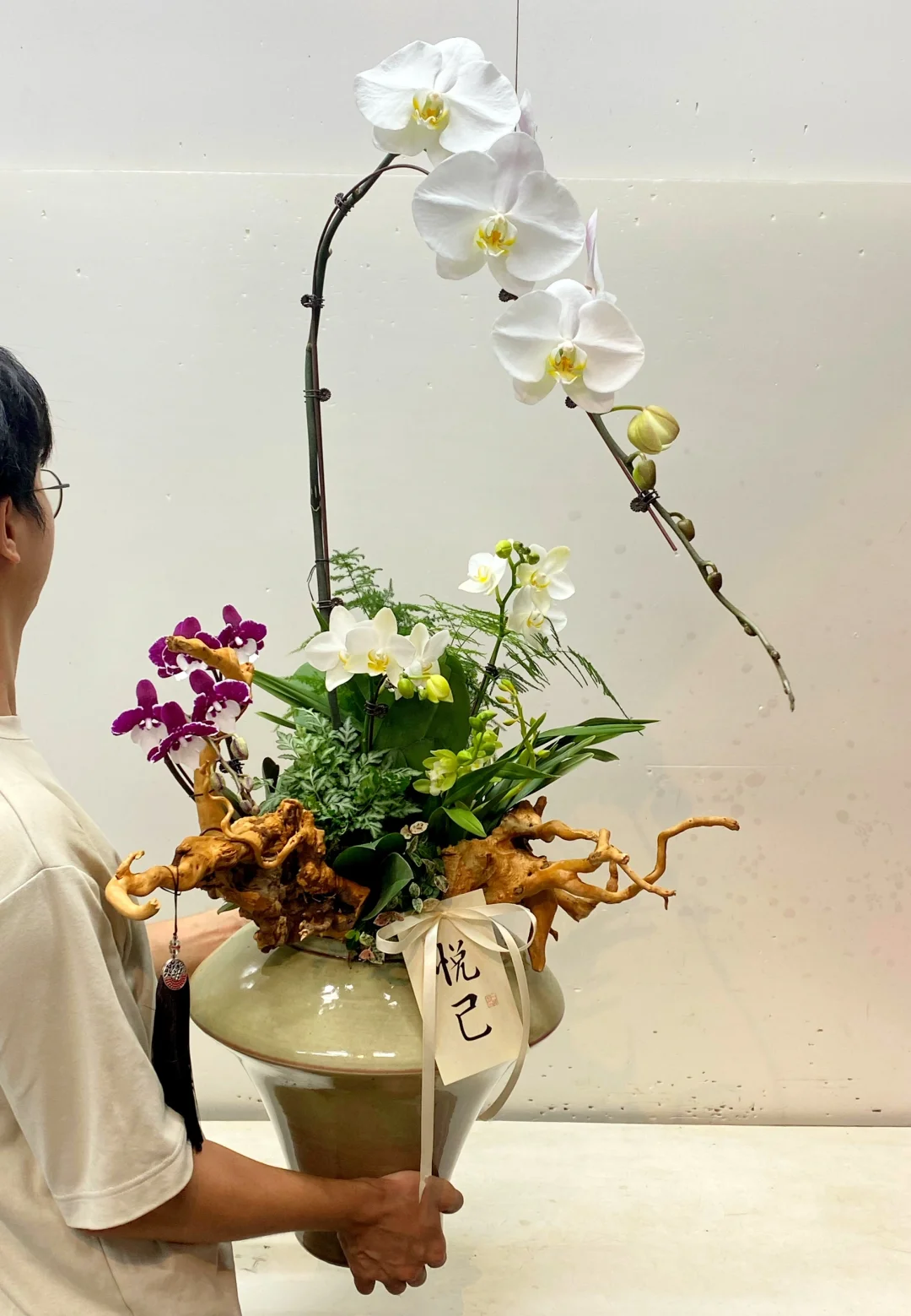 龙兰系列｜大白