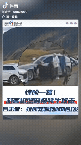 四川甘孜，一女游客牵着小狗在公园悠闲散步，没想到小狗突然冲向牦牛，而牦牛被小狗的